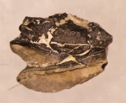 Ctenopetalus bellulus St.John & Worthen