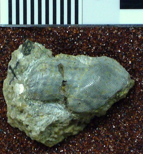 Chitonodus springeri St.John & Worthen