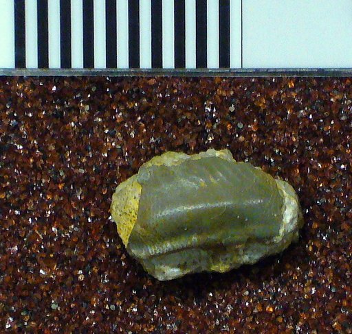 Chitonodus springeri St.John & Worthen