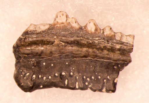 Chomatodus inconstans St.John & Worthen