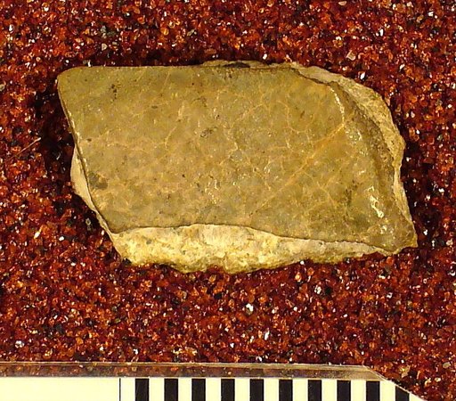 Psammodus springeri St.John & Worthen
