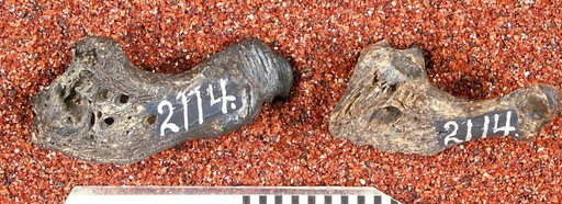 Diastichus parvidens Cope