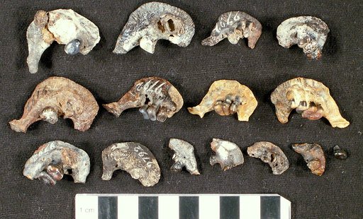 Oligobelus arciferus Cope