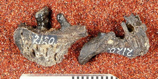 Anchybopsis latus Cope