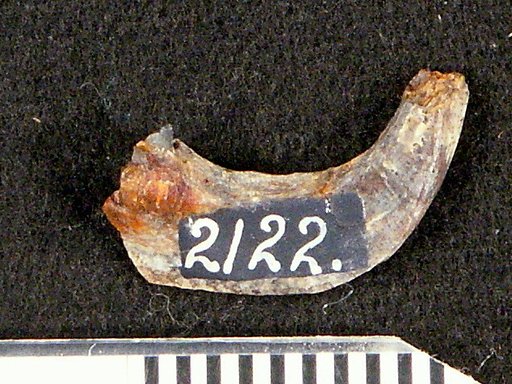 Oligobelus laminatus Cope