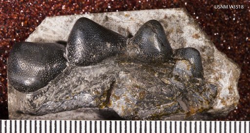 Helodus coxanus Newberry