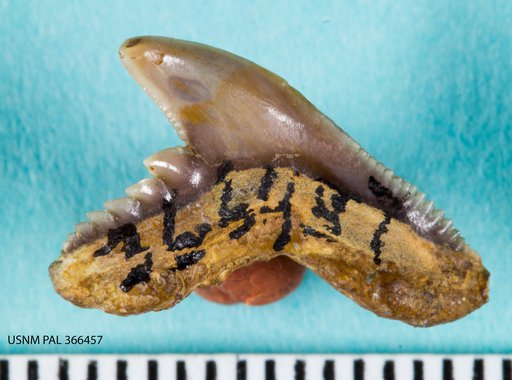 Galeocerdo alabamensis Leriche