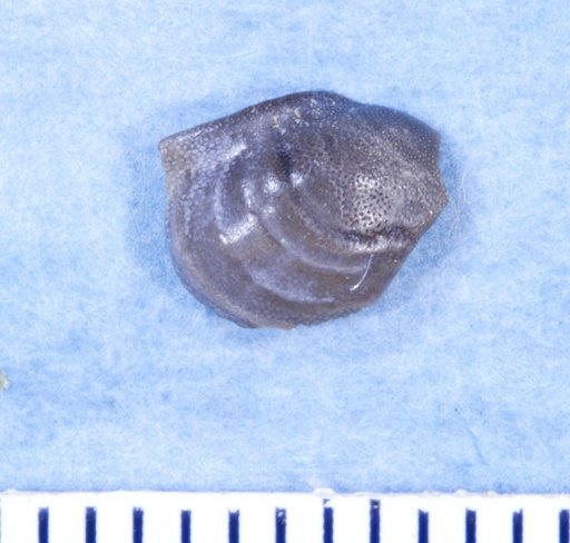 Deltodus parvus St.John & Worthen