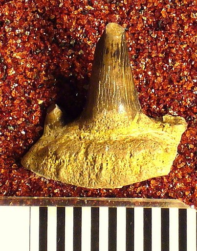 Cladodus praenuntius St.John & Worthen