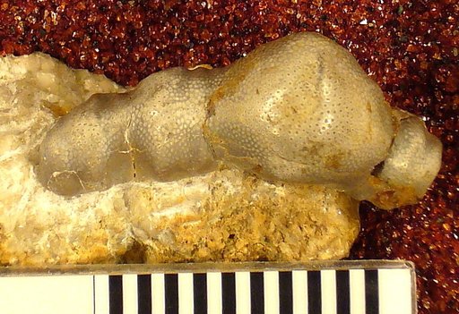 Orodus variocostatus St.John & Worthen