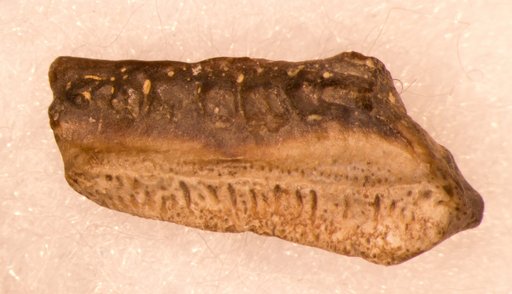 Chomatodus inconstans St.John & Worthen