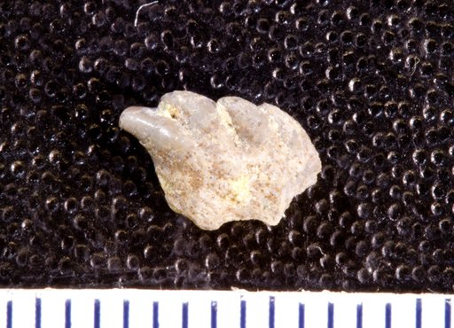 Stemmatodus simplex St.John & Worthen