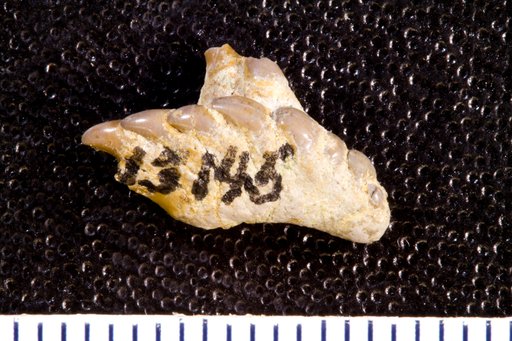Stemmatodus simplex St.John & Worthen