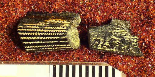 Ctenacanthus pellensis St.John & Worthen