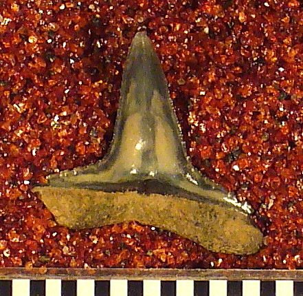 Sphyrna ? americana Leriche
