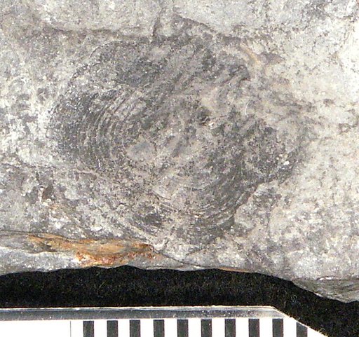 Holoptychius latus Cope