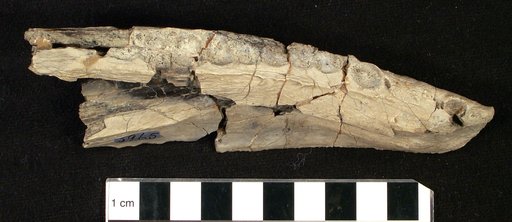 Pappichthys sclerops Cope