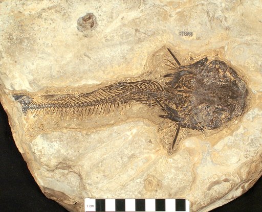Ameiurus primaevus Eastman