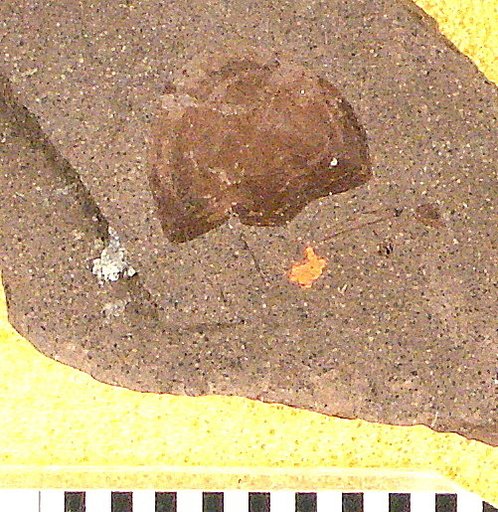 Leucichthyops vagans Cockerell