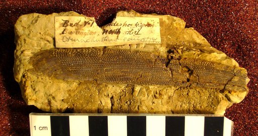 Ctenacanthus sculptus St.John & Worthen