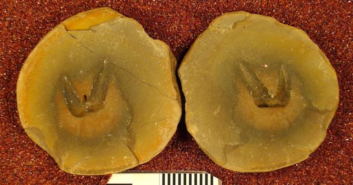Dittodus lucasi Hay