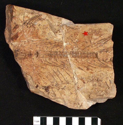 Amia scutata Cope