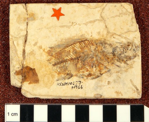 Cichlasoma woodringi Cockerell