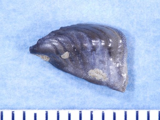 Deltodus parvus St.John & Worthen