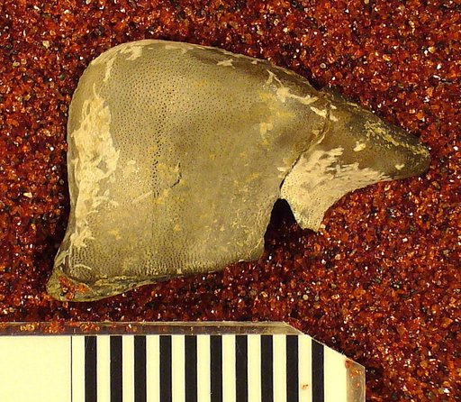Deltodus intermedius St.John & Worthen