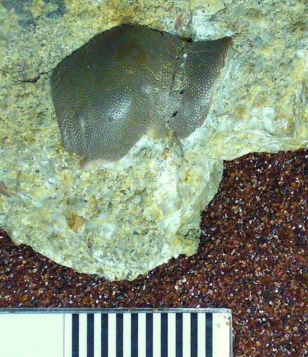 Chitonodus springeri St.John & Worthen