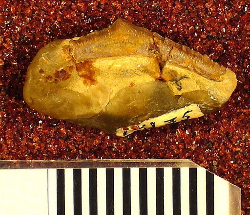 Mesodmodus exsculptus St.John & Worthen