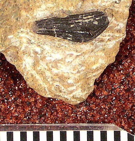 Venustodus variabilis St.John & Worthen