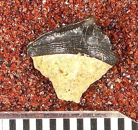 Venustodus variabilis St.John & Worthen