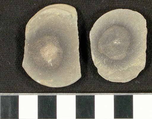 Sagenodus textilis Hay