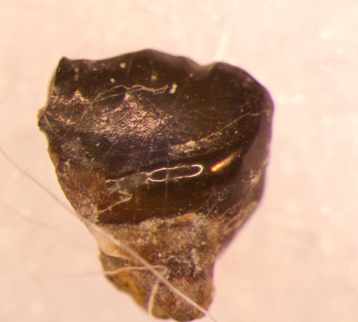 Desmiodus ? ligoniformis St.John & Worthen