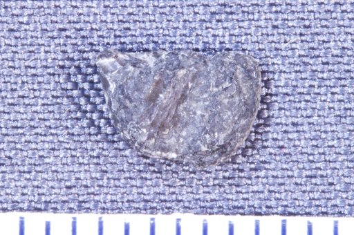 Calopodus apicalis St.John & Worthen