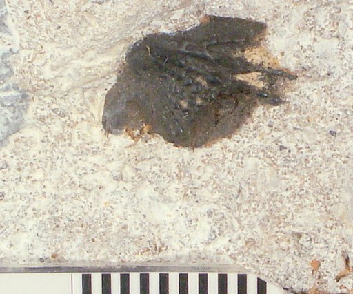 Dipterus johnsoni Bryant