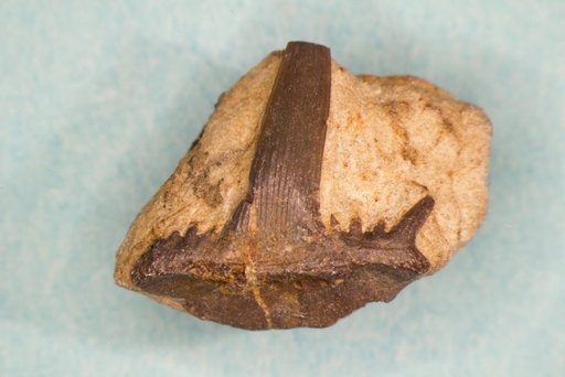 Cladodus alternatus St.John & Worthen