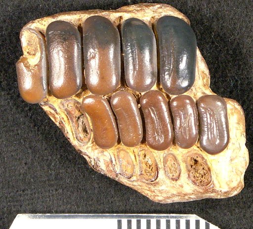 Coelodus decaturensis Gidley