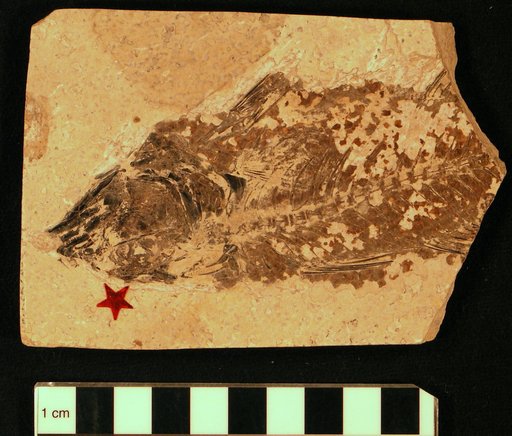 Mioplosus labracoides Cope