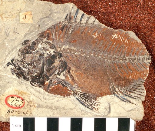 Priscacara oxyprion Cope