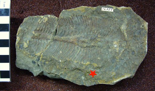 Chimaerotheca alaskana Brown