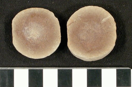 Sagenodus browniae Cope