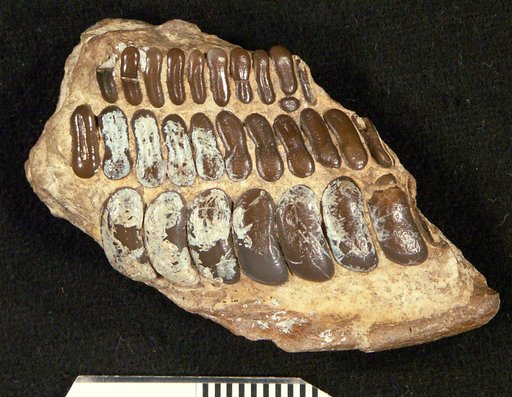 Coelodus fabadens Gidley