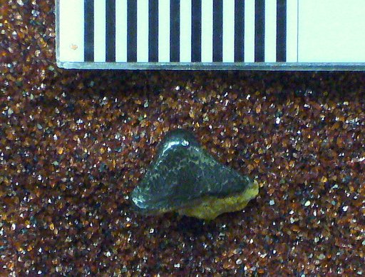 Chomatodus comptus St.John & Worthen