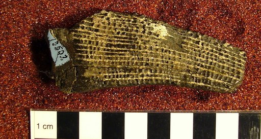 Ctenacanthus coxianus St.John & Worthen