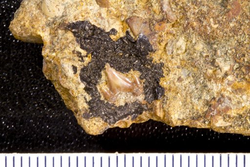 Scyllium planidens Williston