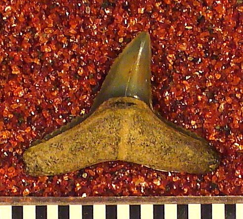 Sphyrna ? americana Leriche