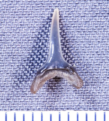 Odontaspis exilis Leriche