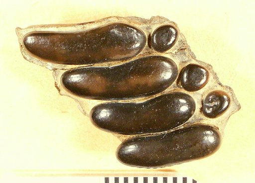 Anomoeodus mississippiensis Gidley